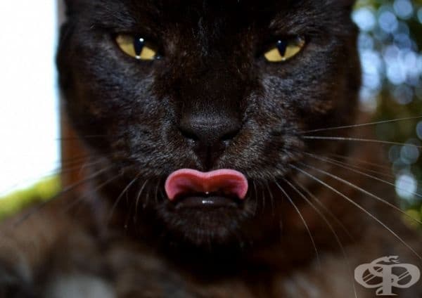 23 котки, които са тъмни като нощта