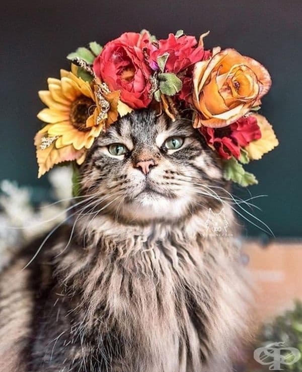 Котки и кучета с величествени корони от пъстри цветя