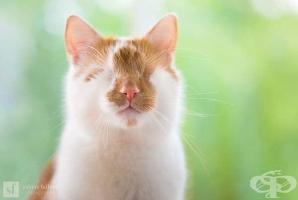 25 снимки на коте, което вижда със сърцето си