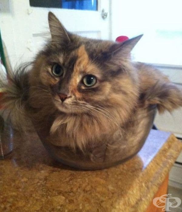 Вкусно коте!