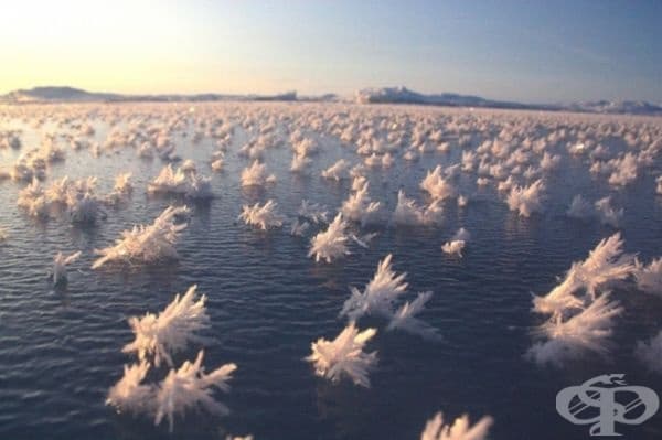 Невероятни ледени кристали, образувани върху тънък морски лед.