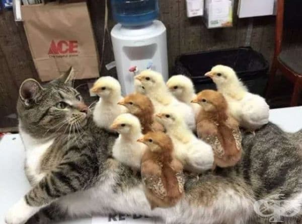 Това коте има много приятели.