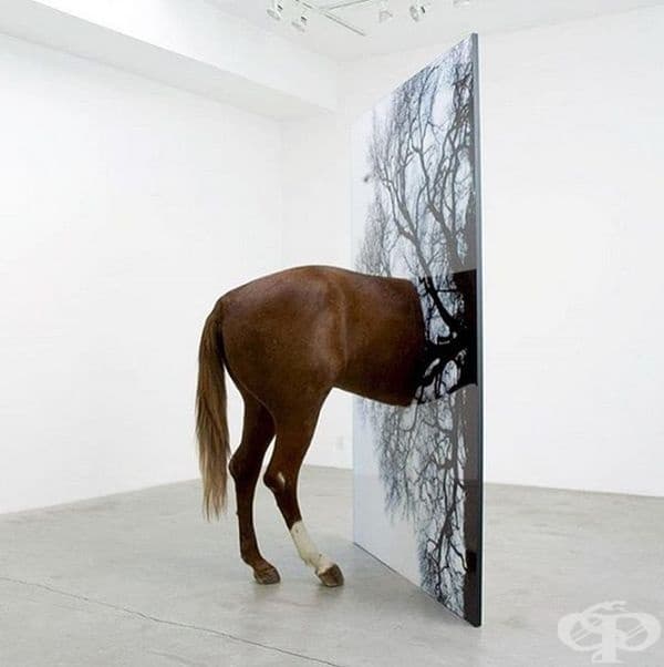 Тод Грей - Кон, 2006 г.