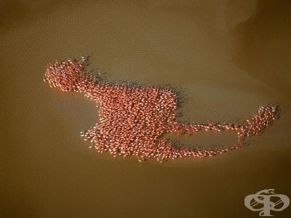 Птици фламинго, оформящи голям образ на фламинго в Юкатан
