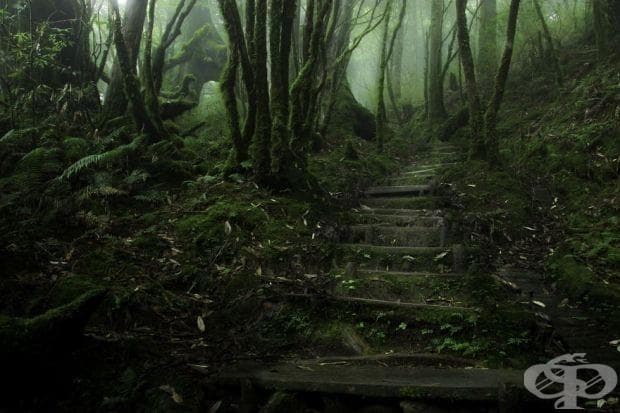 Hemlock Trail, Тайван