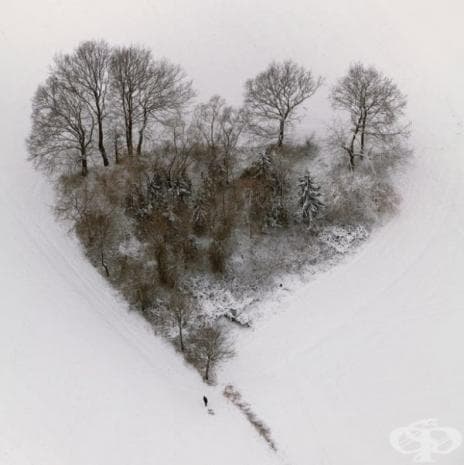 Няколко дървета, образували формата на сърце, Германия