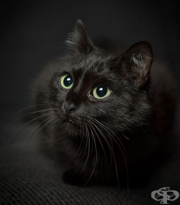 23 котки, които са тъмни като нощта