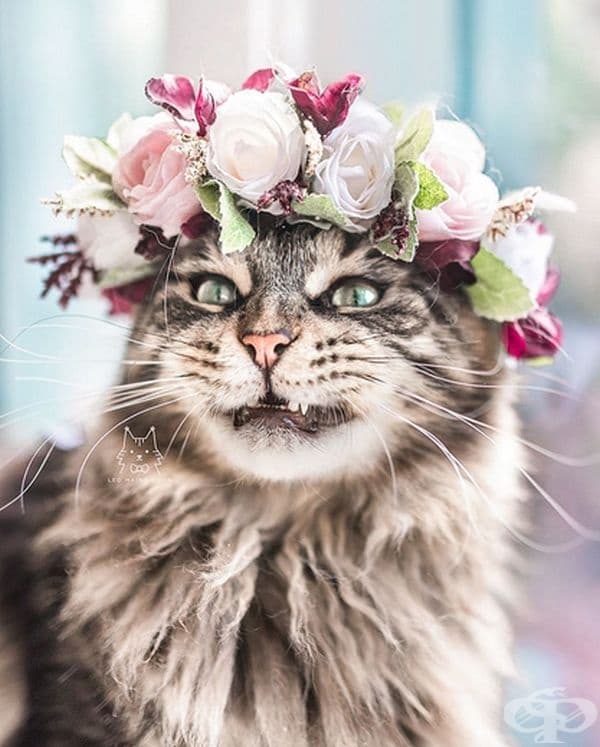 Котки и кучета с величествени корони от пъстри цветя