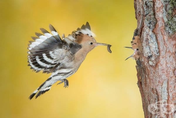 The Beakful Of The Hoopoe, Италия, Почетно място в категория Животни и околна среда.