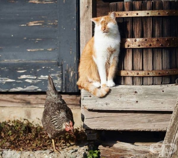25 снимки на коте, което вижда със сърцето си