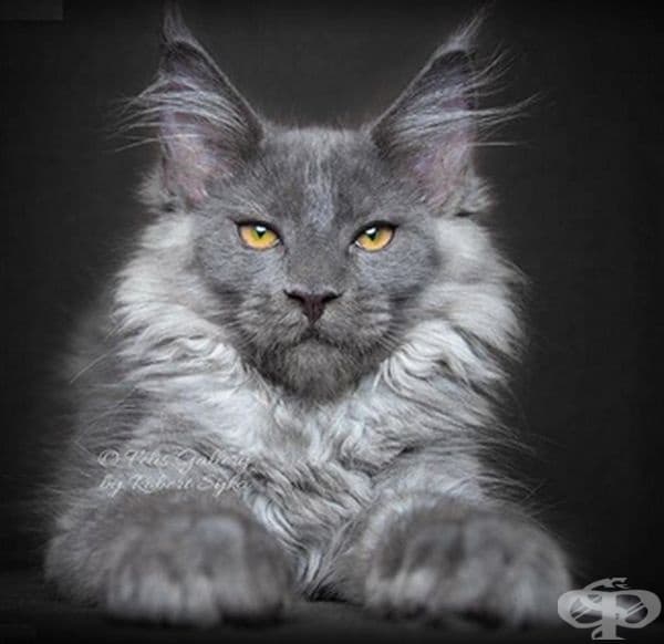 Кралят на котките.