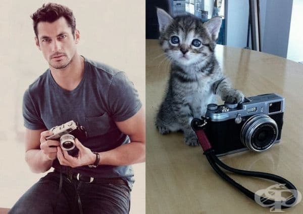 20 забавни колажа, които показват, че между котките и красивите мъже има нещо общо