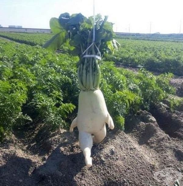 Тази ряпа е готова за фотосесия.