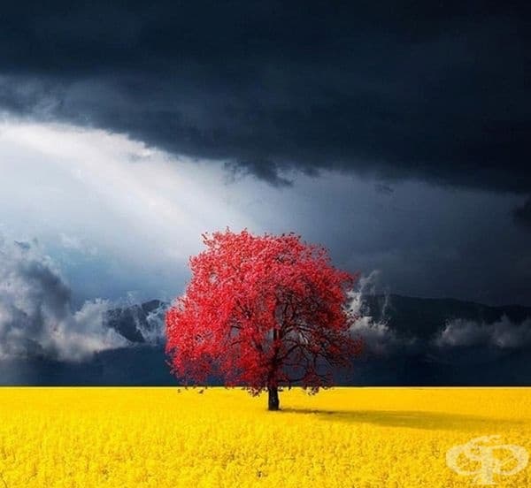 На поляната.