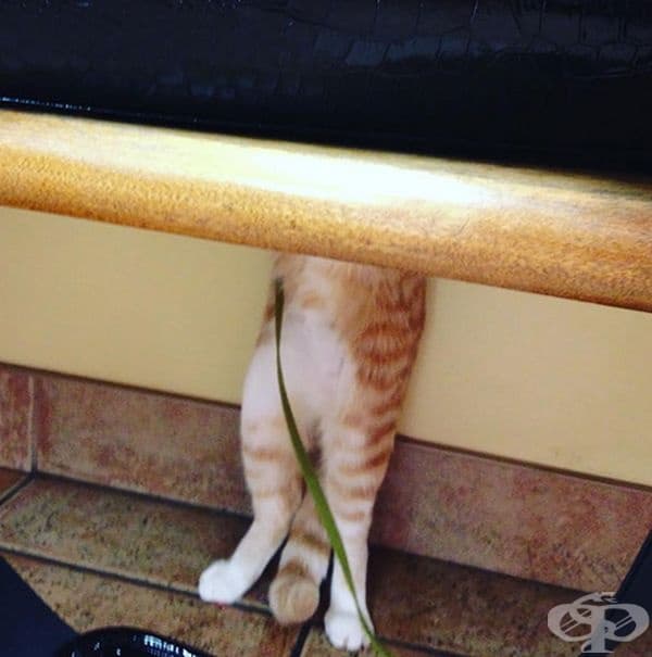 Виждате ли котка тук или бъркаме?