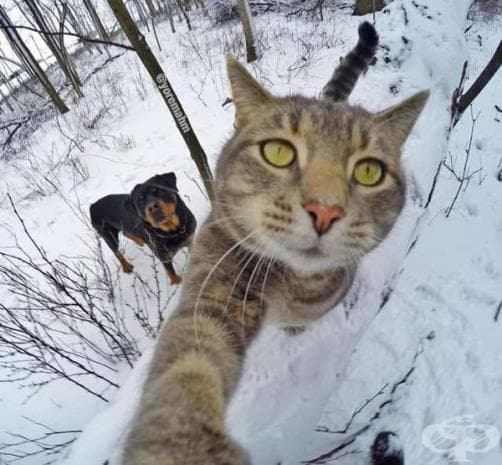 Вижте първите котешки селфита, които със сигурност ще ви развеселят