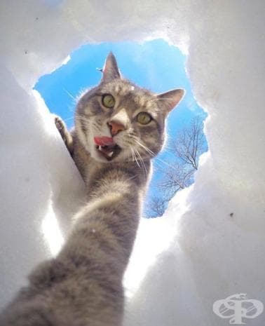 Вижте първите котешки селфита, които със сигурност ще ви развеселят