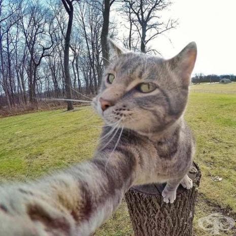 Вижте първите котешки селфита, които със сигурност ще ви развеселят