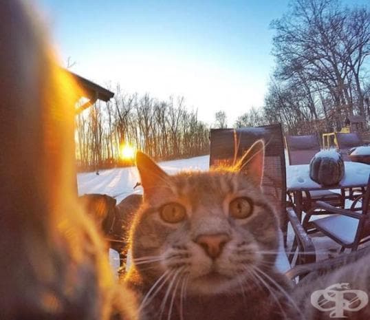 Вижте първите котешки селфита, които със сигурност ще ви развеселят