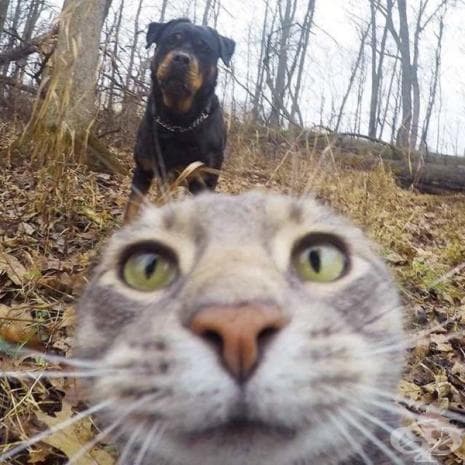 Вижте първите котешки селфита, които със сигурност ще ви развеселят