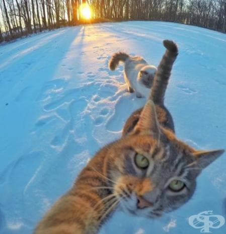 Вижте първите котешки селфита, които със сигурност ще ви развеселят