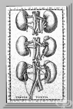 "Tabulae anatomicae Bartolomaei Eustachi quas a tenebris tandem vindicates" -   1714   .