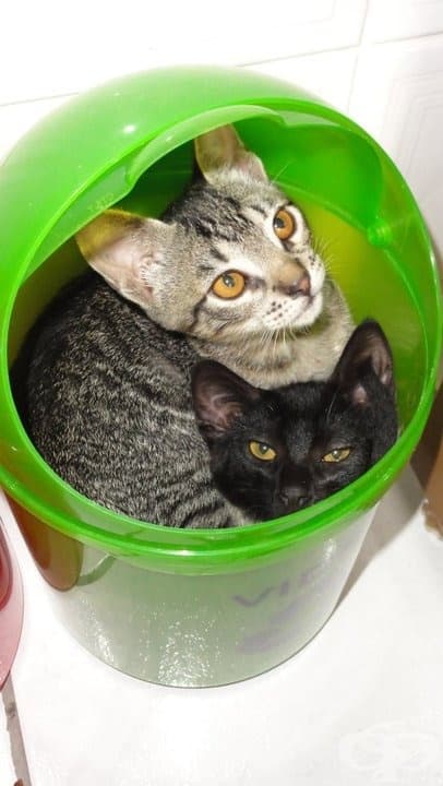 20 котки, снимани на грешното място в правилния момент