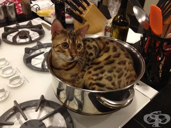20 котки, снимани на грешното място в правилния момент