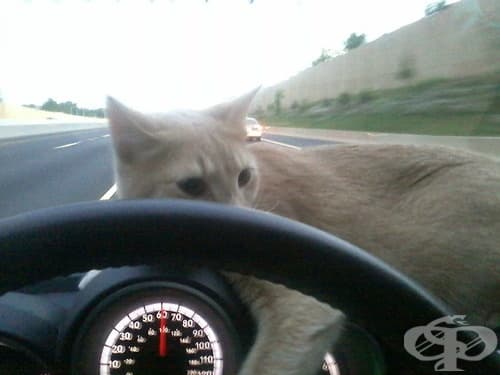 20 котки, снимани на грешното място в правилния момент
