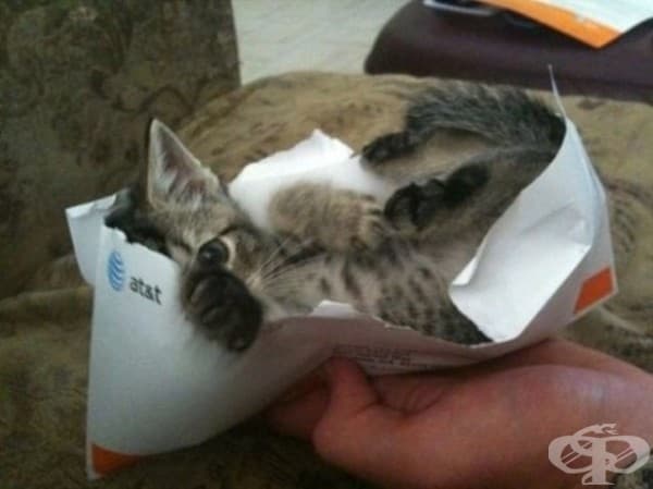 20 котки, снимани на грешното място в правилния момент