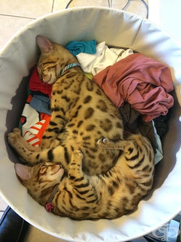20 котки, снимани на грешното място в правилния момент