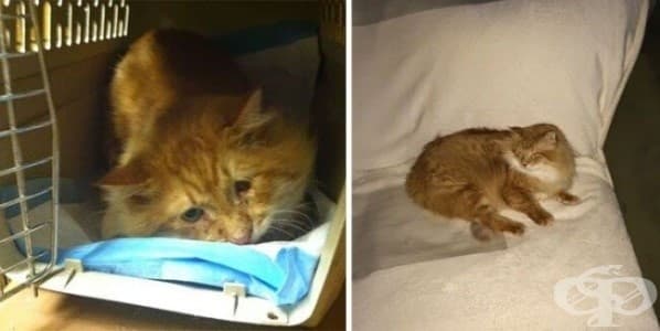 9 котки преди и след осиновяването