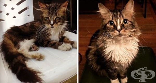 9 котки преди и след осиновяването