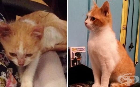 9 котки преди и след осиновяването