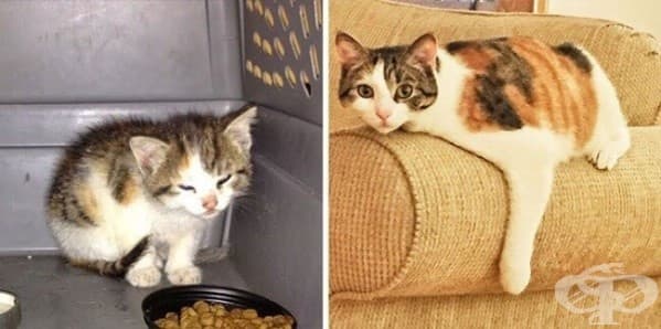 9 котки преди и след осиновяването