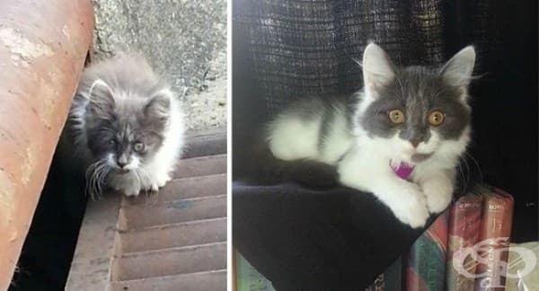 9 котки преди и след осиновяването