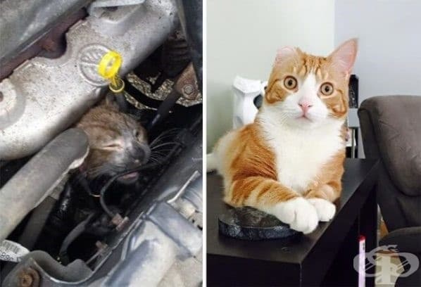 9 котки преди и след осиновяването