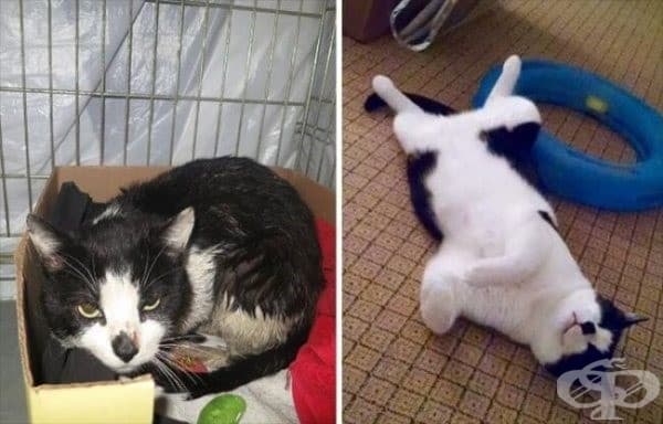 9 котки преди и след осиновяването