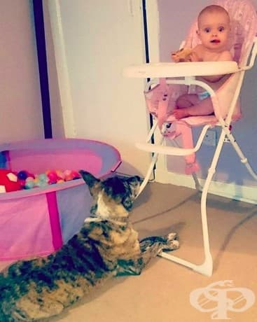 17 снимки, които показват колко търпеливи същества са кучетата!