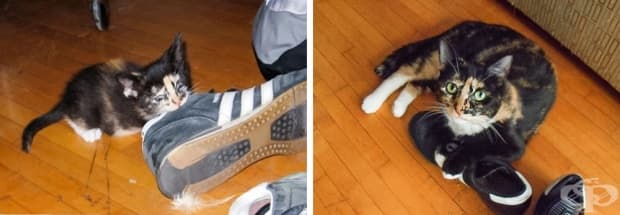 17 котки, които не са забелязали колко много са пораснали