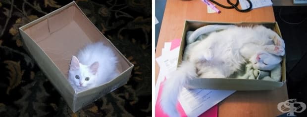 17 котки, които не са забелязали колко много са пораснали