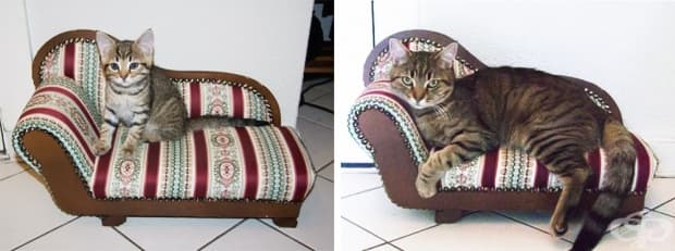 17 котки, които не са забелязали колко много са пораснали
