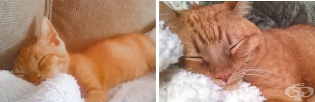 17 котки, които не са забелязали колко много са пораснали