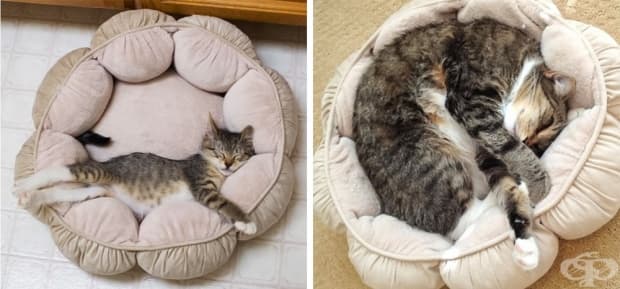 17 котки, които не са забелязали колко много са пораснали