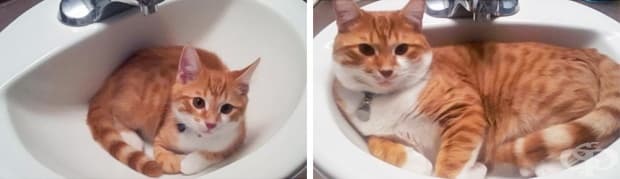 17 котки, които не са забелязали колко много са пораснали