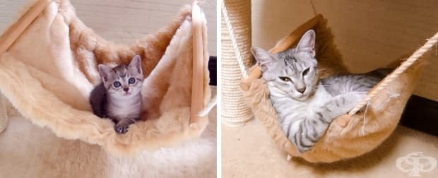 17 котки, които не са забелязали колко много са пораснали