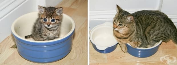 17 котки, които не са забелязали колко много са пораснали
