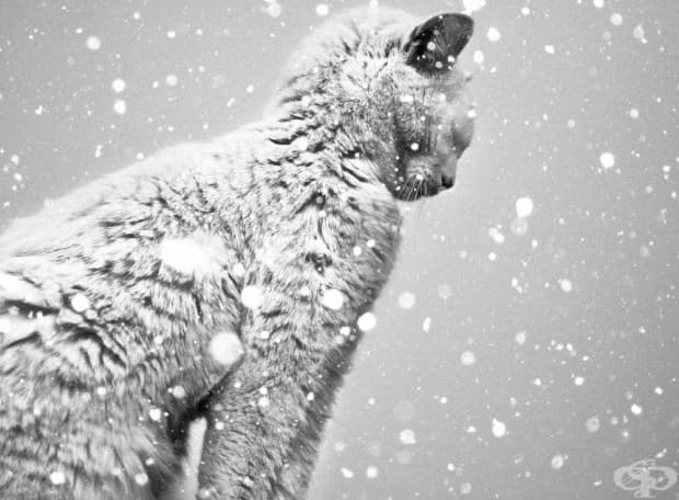 24 черно-бели фотографии, които ще спрат дъха ви