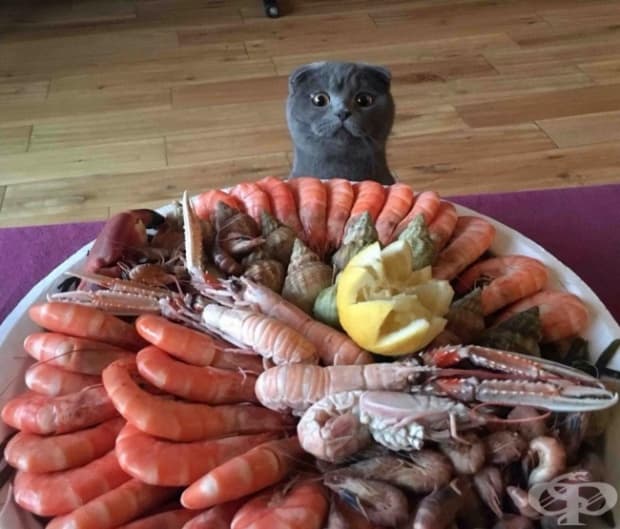 С подобно плато никога няма да сбъркате. Само преди това махнете лимона.