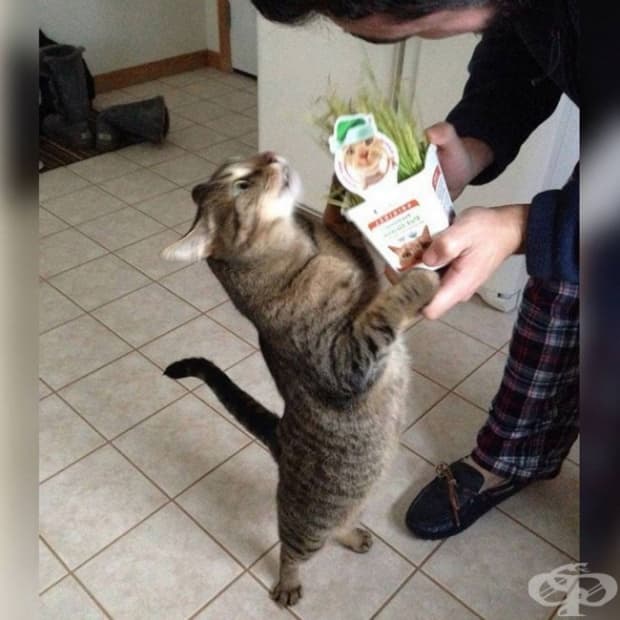 И никога не забравяйте да давате подаръци на котето си, когато има повод.